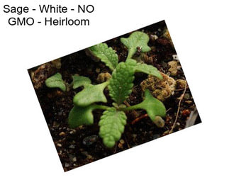 Sage - White - NO GMO - Heirloom