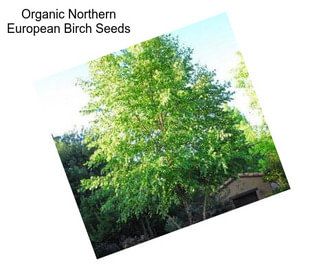 Organic Northern European Birch Seeds