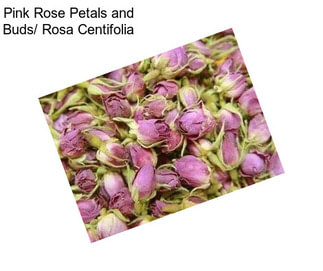 Pink Rose Petals and Buds/ Rosa Centifolia