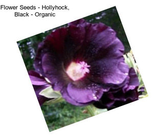 Flower Seeds - Hollyhock, Black - Organic