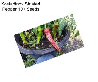 Kostadinov Striated Pepper 10+ Seeds
