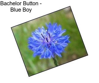 Bachelor Button - Blue Boy