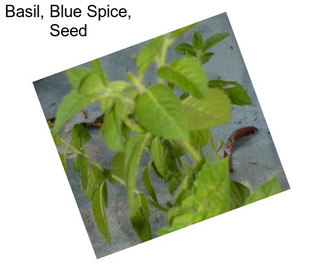 Basil, Blue Spice, Seed