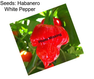 Seeds: Habanero White Pepper