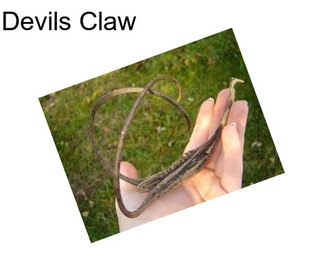Devils Claw