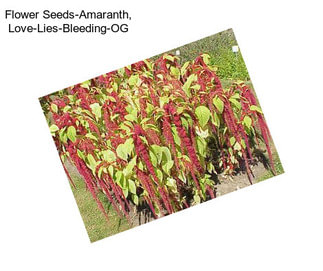 Flower Seeds-Amaranth, Love-Lies-Bleeding-OG