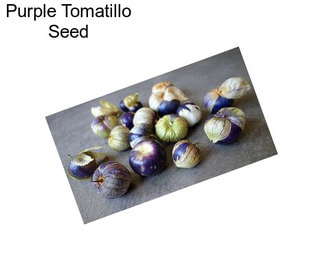 Purple Tomatillo Seed