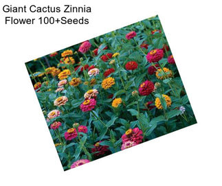 Giant Cactus Zinnia Flower 100+Seeds