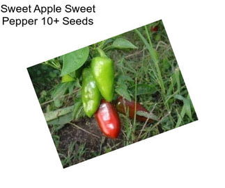 Sweet Apple Sweet Pepper 10+ Seeds