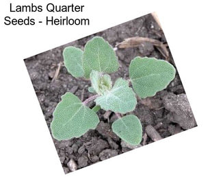 Lambs Quarter Seeds - Heirloom