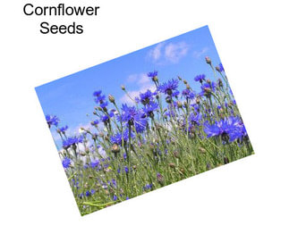 Cornflower Seeds