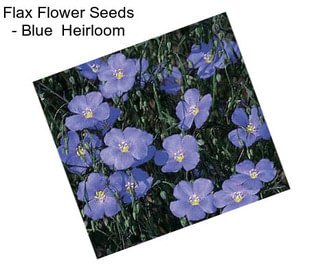 Flax Flower Seeds - Blue  Heirloom