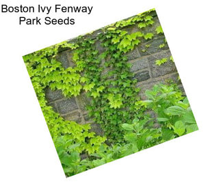 Boston Ivy Fenway Park Seeds