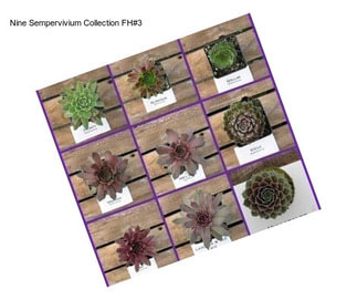 Nine Sempervivium Collection FH#3