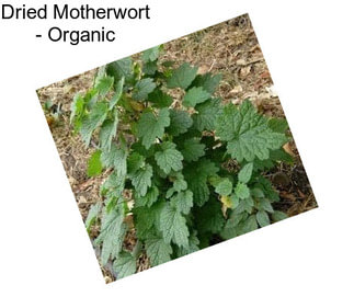 Dried Motherwort - Organic