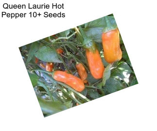 Queen Laurie Hot Pepper 10+ Seeds