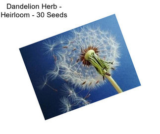 Dandelion Herb - Heirloom - 30 Seeds