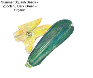 Summer Squash Seeds - Zucchini, Dark Green - Organic