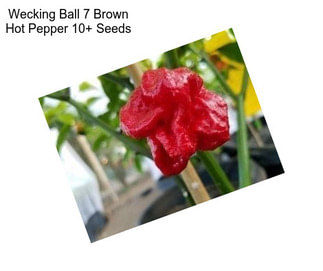 Wecking Ball 7 Brown Hot Pepper 10+ Seeds