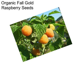 Organic Fall Gold Raspberry Seeds