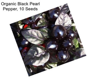 Organic Black Pearl Pepper, 10 Seeds