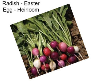 Radish - Easter Egg - Heirloom