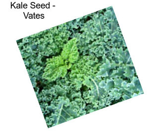 Kale Seed -  Vates