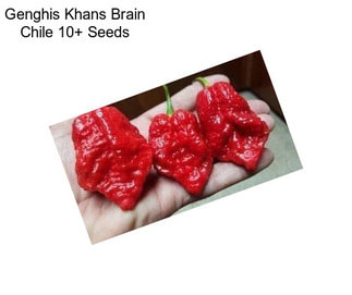 Genghis Khans Brain Chile 10+ Seeds