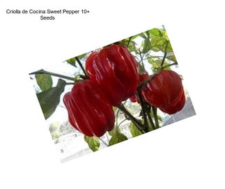 Criolla de Cocina Sweet Pepper 10+ Seeds