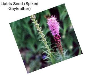 Liatris Seed (Spiked Gayfeather)