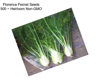 Florence Fennel Seeds 500 ~ Heirloom Non-GMO