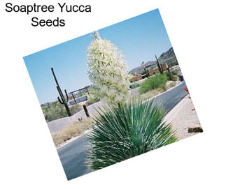 Soaptree Yucca Seeds