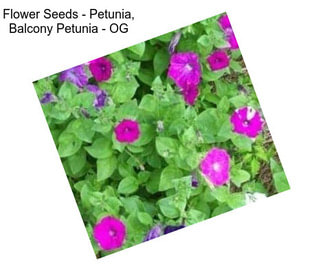 Flower Seeds - Petunia, Balcony Petunia - OG