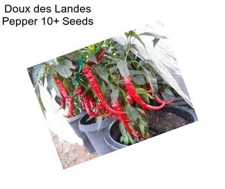 Doux des Landes Pepper 10+ Seeds