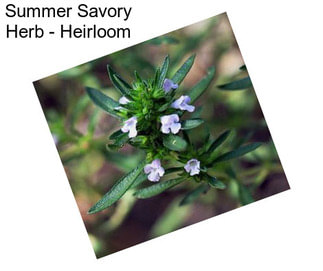 Summer Savory Herb - Heirloom