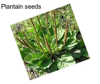 Plantain seeds