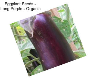 Eggplant Seeds - Long Purple - Organic