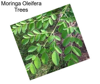 Moringa Oleifera Trees