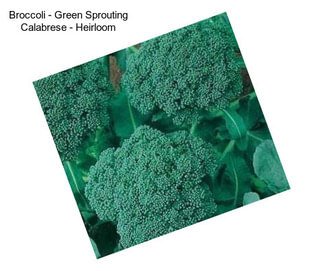 Broccoli - Green Sprouting Calabrese - Heirloom