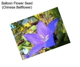 Balloon Flower Seed (Chinese Bellflower)