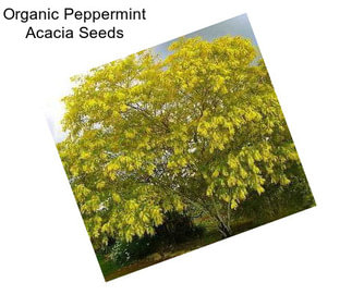 Organic Peppermint Acacia Seeds