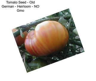Tomato Seed - Old German - Heirloom - NO Gmo