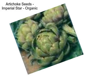 Artichoke Seeds - Imperial Star - Organic