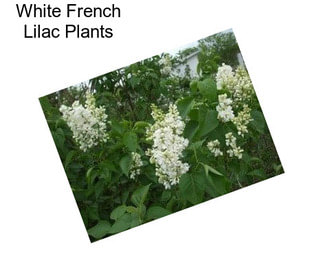 White French Lilac Plants