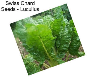 Swiss Chard Seeds - Lucullus