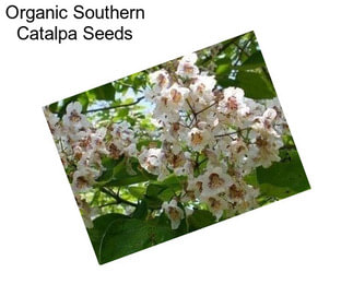 Organic Southern Catalpa Seeds