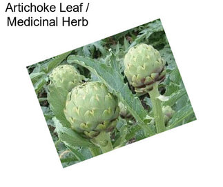 Artichoke Leaf / Medicinal Herb