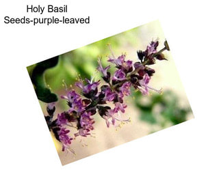 Holy Basil Seeds-purple-leaved