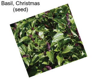 Basil, Christmas (seed)