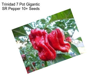 Trinidad 7 Pot Gigantic SR Pepper 10+ Seeds